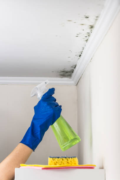 Best Toxic Mold Removal  in Doe Valley, KY